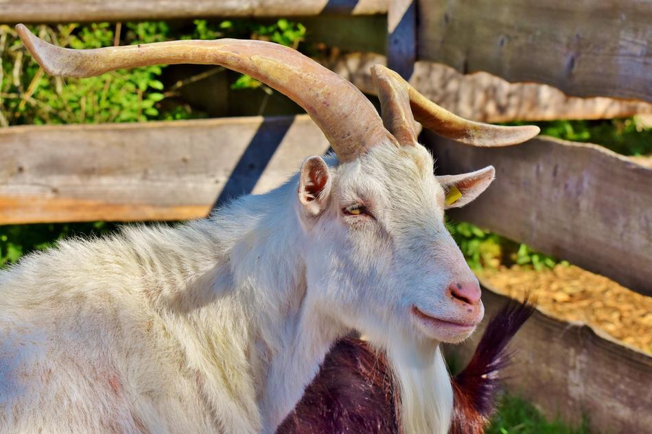 Billy Goat Buck