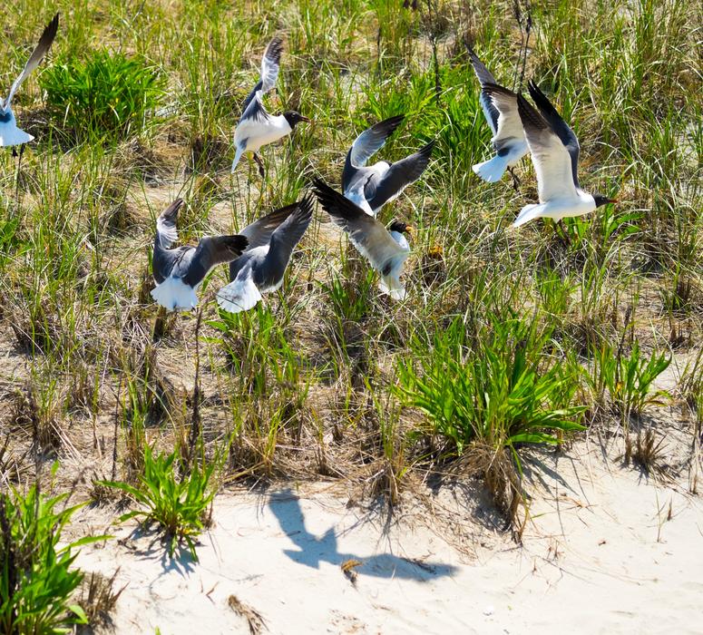 Seagulls Flight Birds