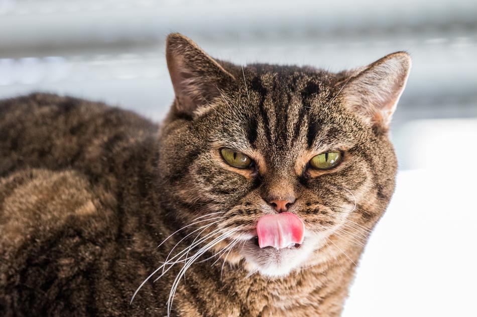 Cat Bkh British Shorthair