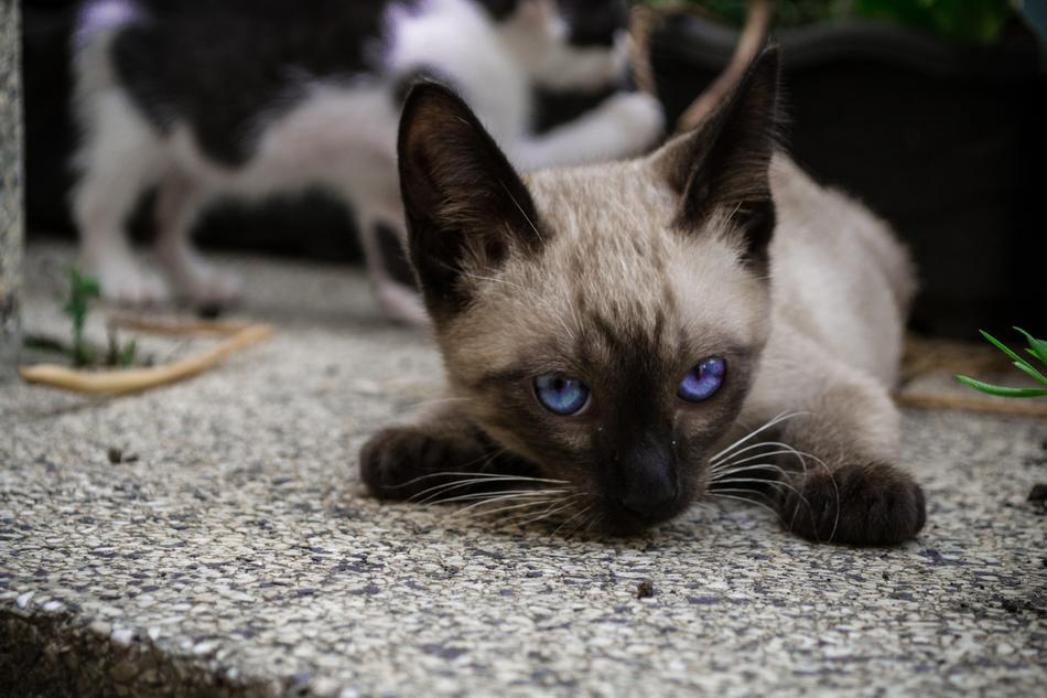 Siamese kitten with blue eyes
