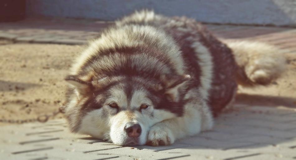 Dog Animals Fur