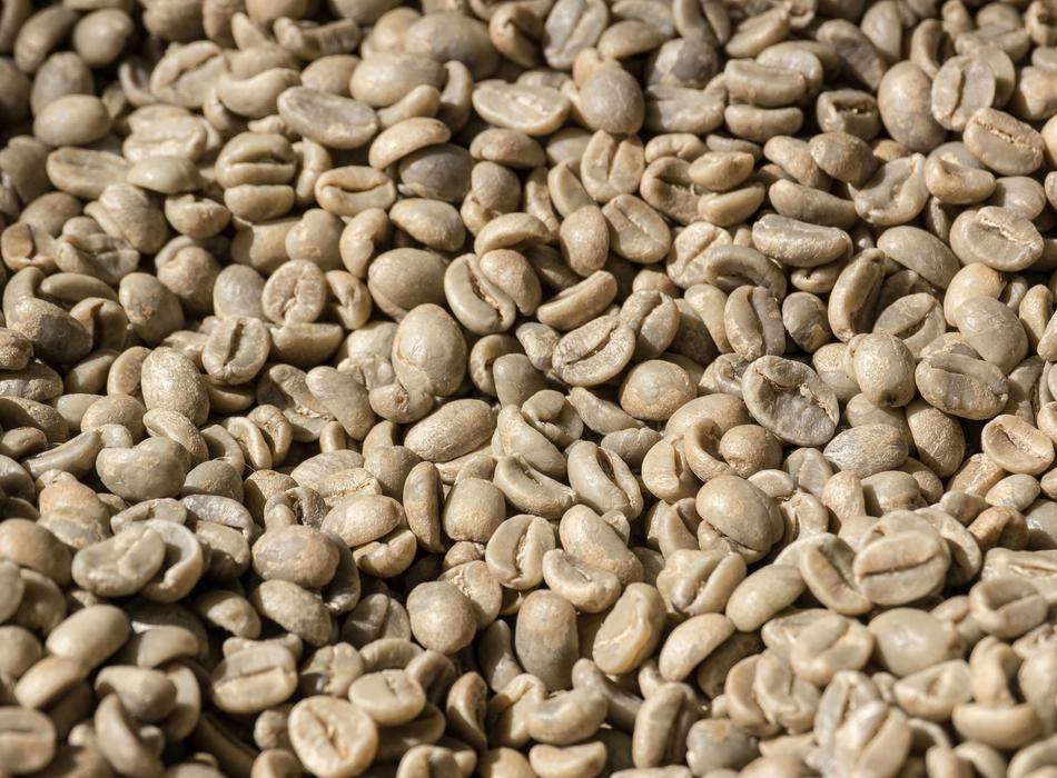 raw coffee beans harvest