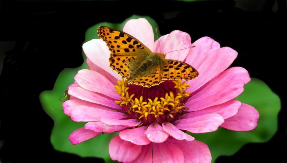 Butterfly Insect Flower