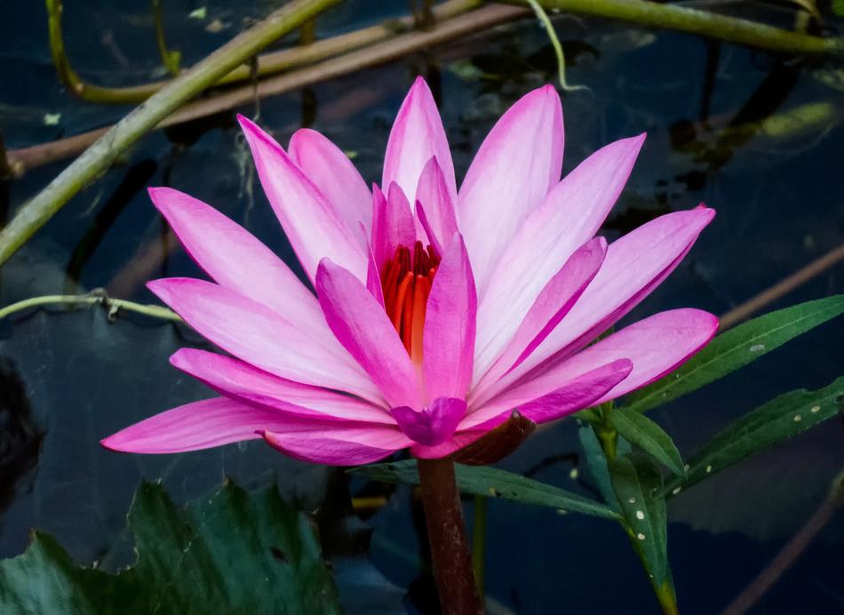 Romance Flora Lotus