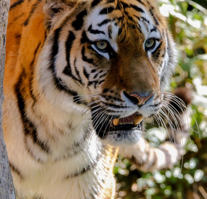 Animal Predator Tiger
