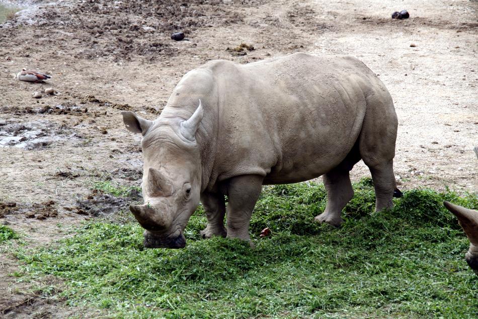 Rhino Zoo Safari