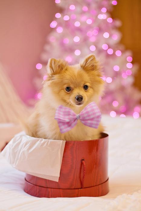Christmas Dog Puppy