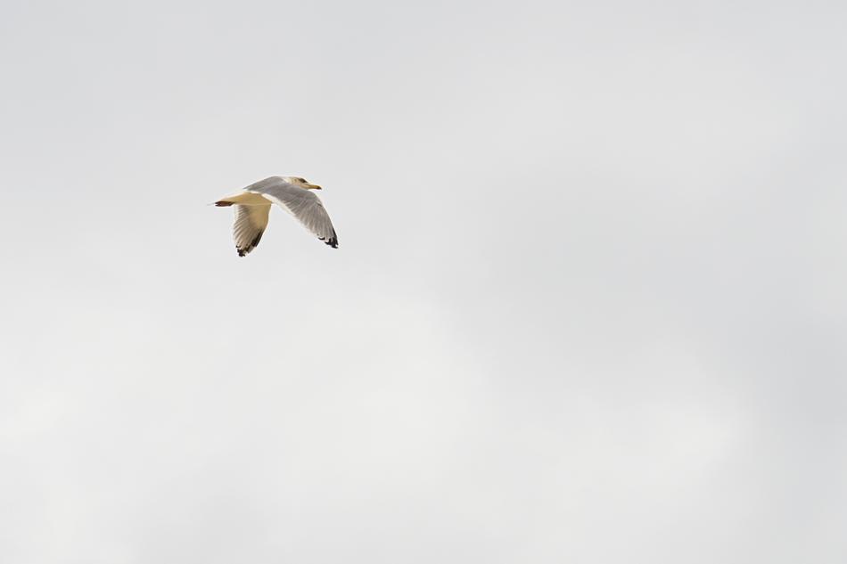 lone wild gull in flight