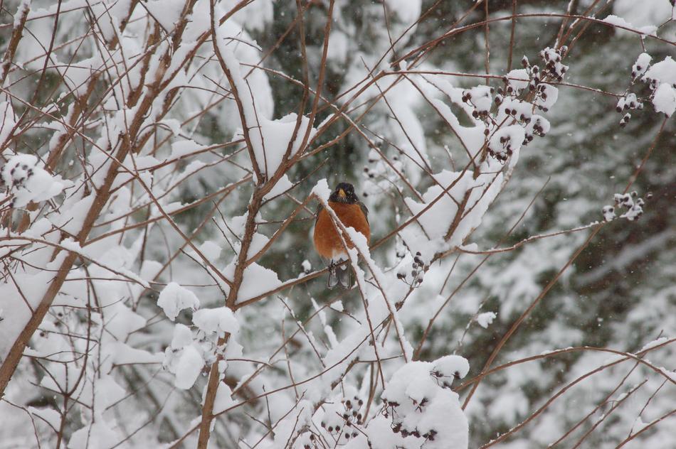 Icy Frozen Winter