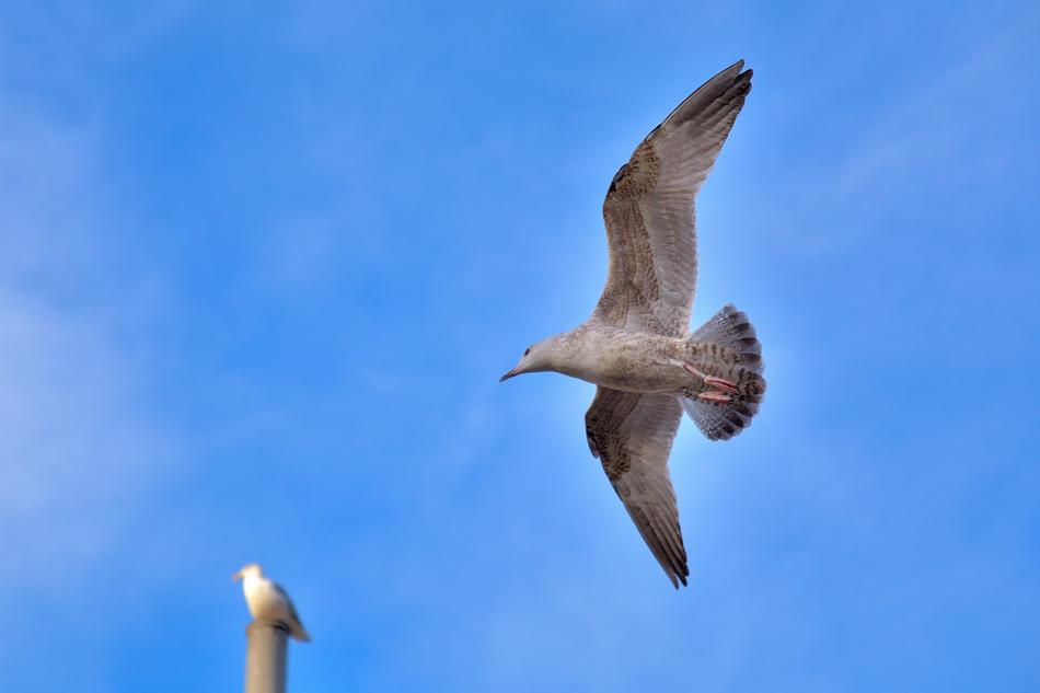 Seagull Bird in Nature