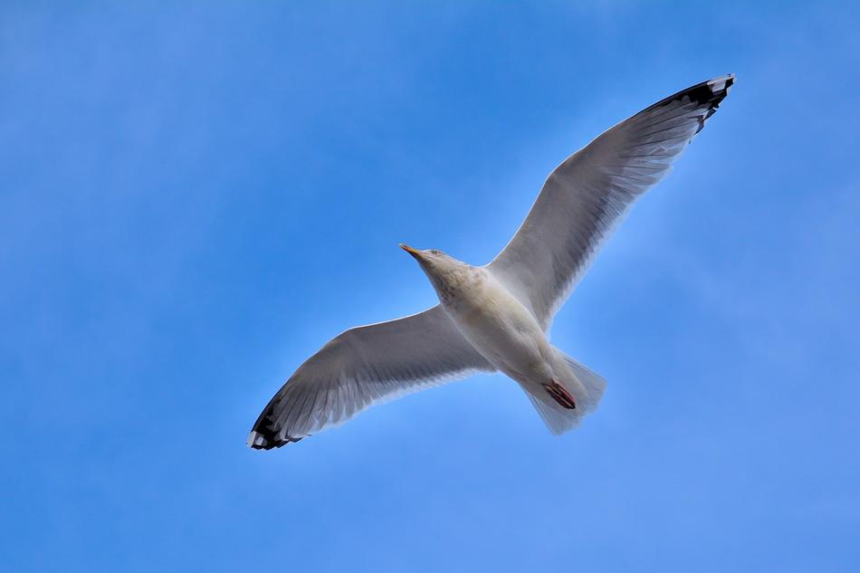 Seagull Bird Nature