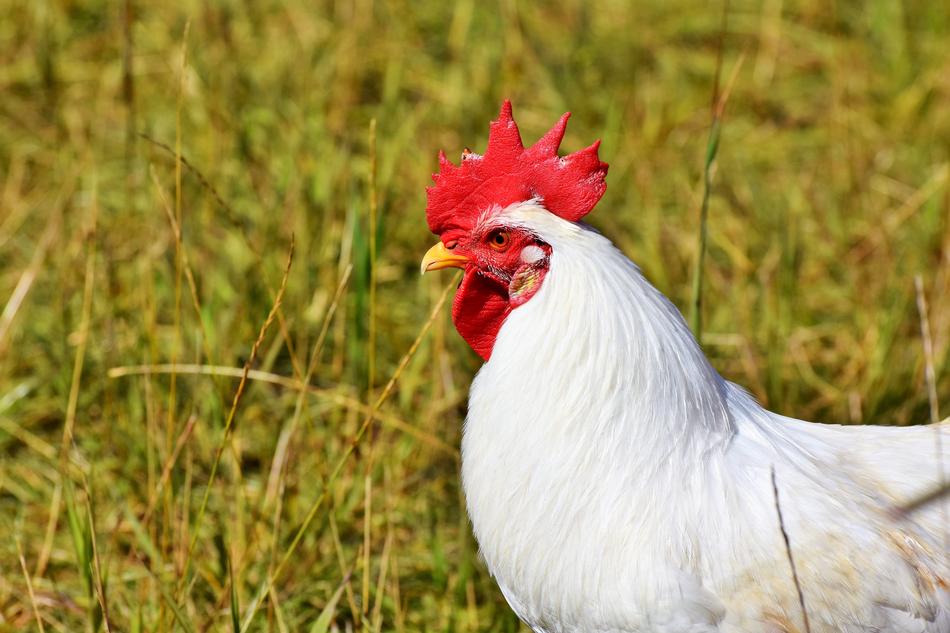 Hahn Crow Poultry