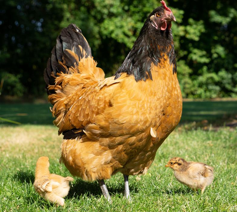 Chicken Chick Poultry