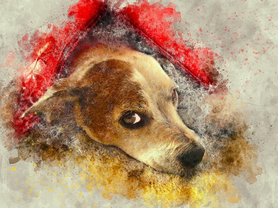dog looking animal art watercolor
