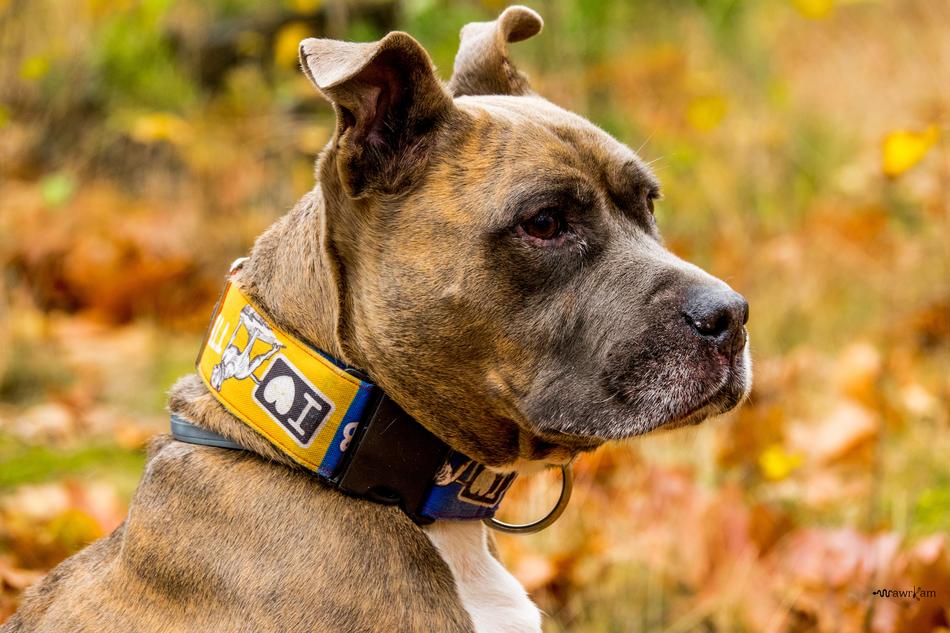 Amstaff Portrait Dog