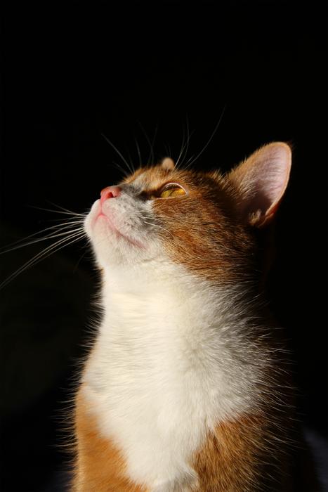 Cat Pet Domestic Animal