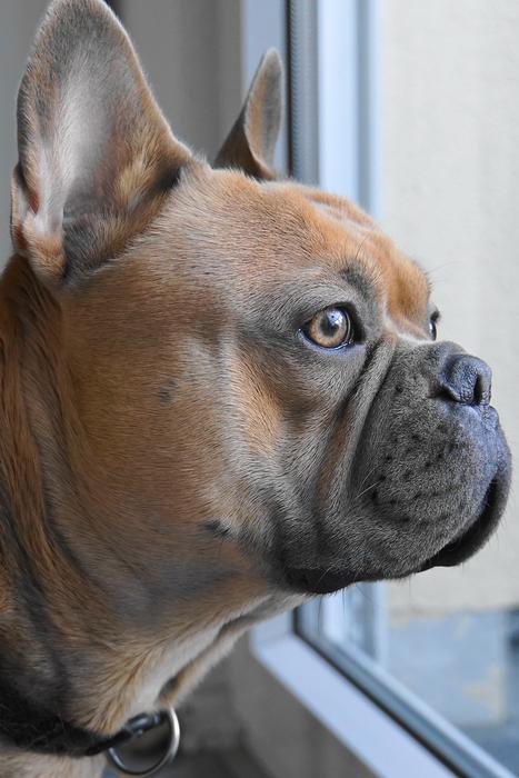 French Bulldog Dog Animal
