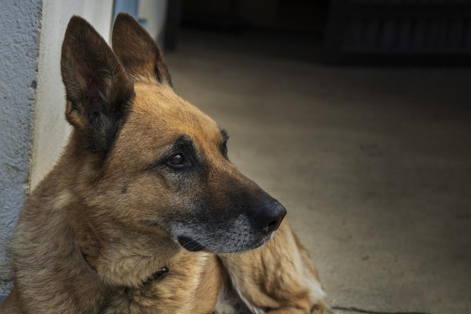 Pet Dog Cute Animal