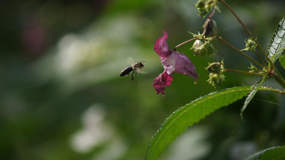 Bee Pink Flower Insect