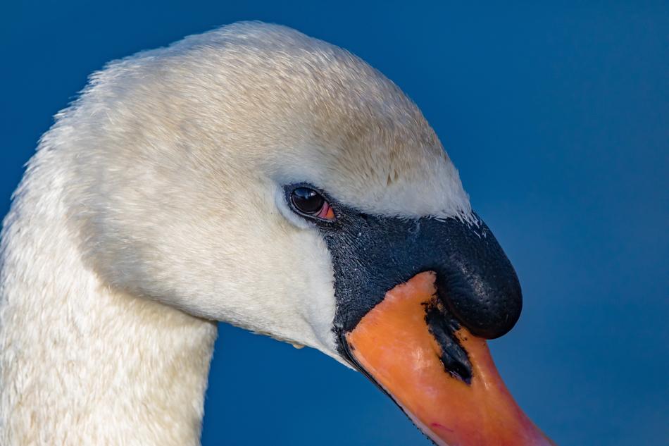 Swan Eye Animal