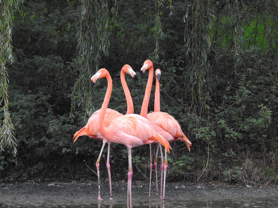 pink flamingos by the tree