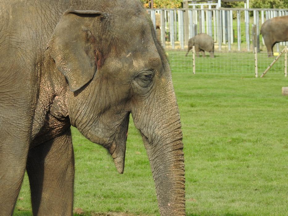 laughing elephant in the zoo