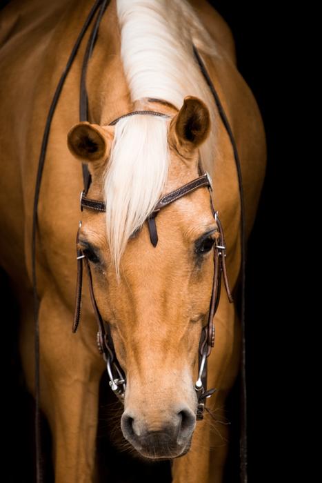 Cavalry Human Mammal
