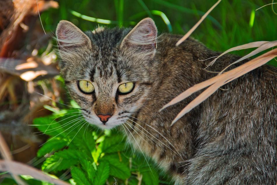 Cat Animal World Close