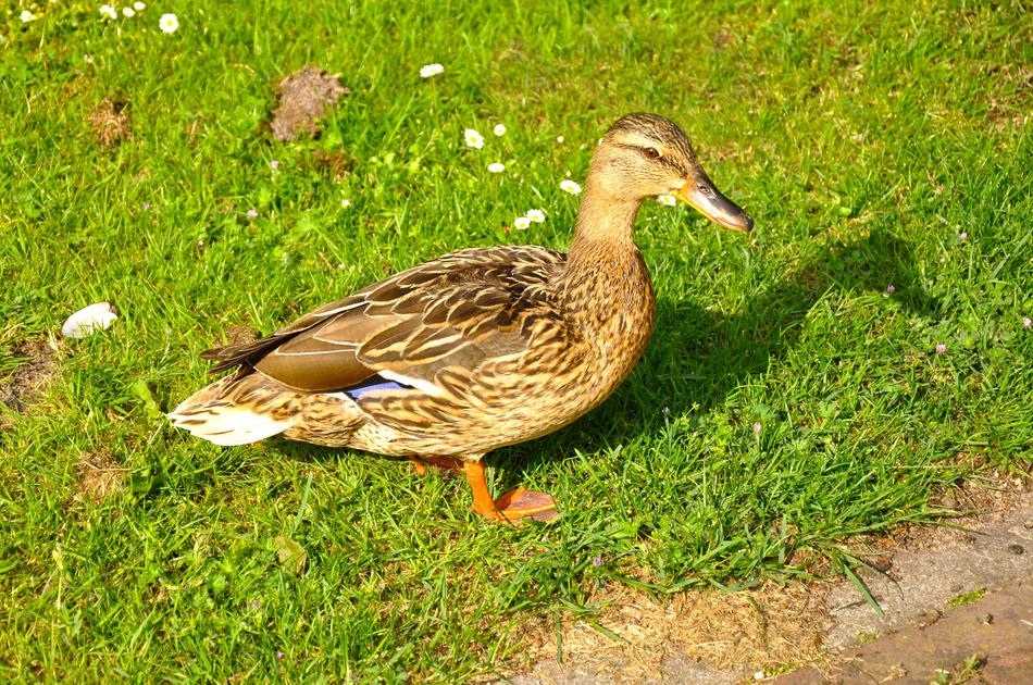 Bird Waterfowl Duck Female
