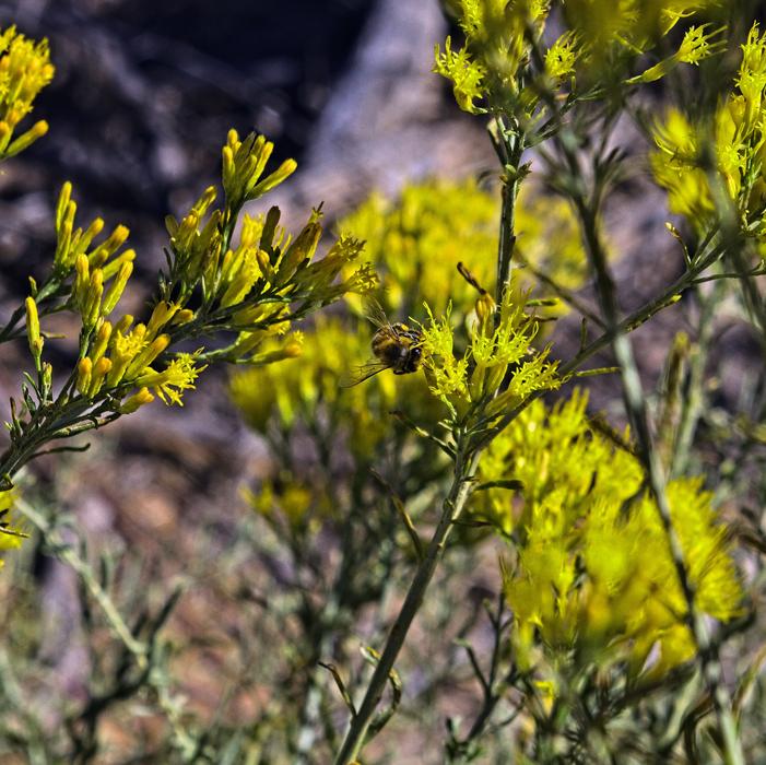 Bee Feeding On Rabbitbrush Insect