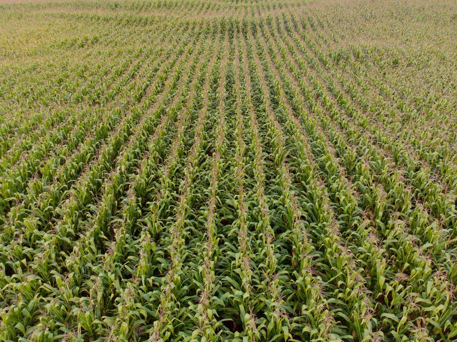 cornfield big green