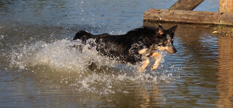 Border Collie Water Action
