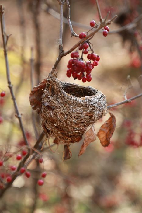 The Bird'S Nest New House