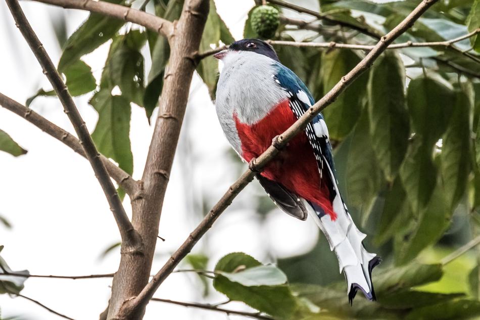unusual bird in the trees