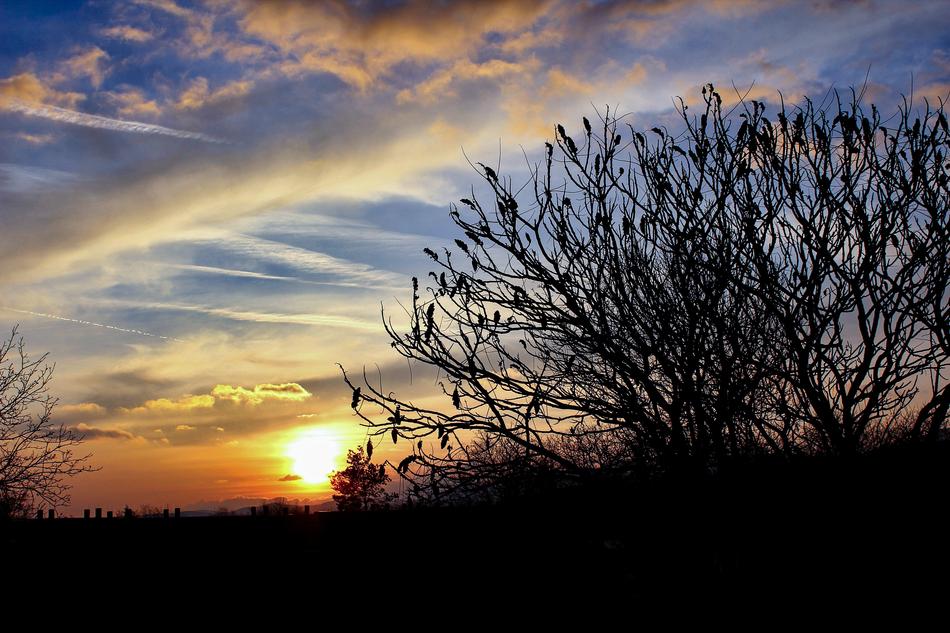 Sunset Tree In The Evening