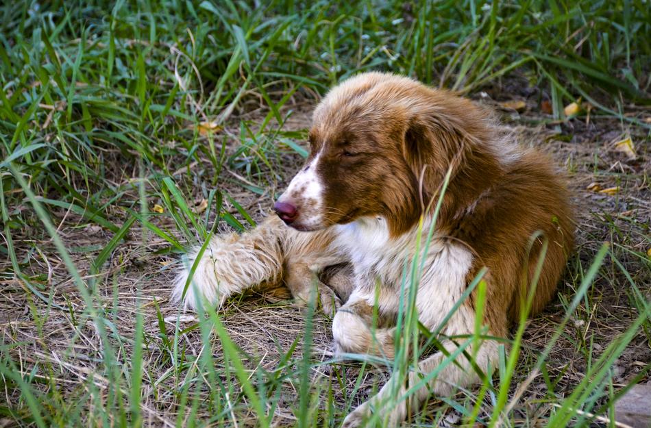 Dog On Grass