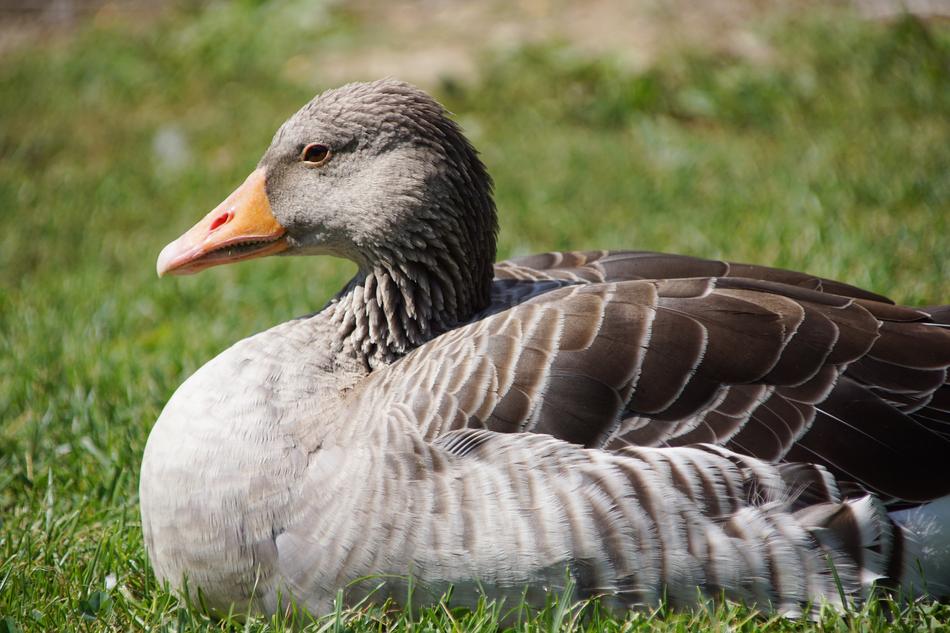 Goose Duck Bird
