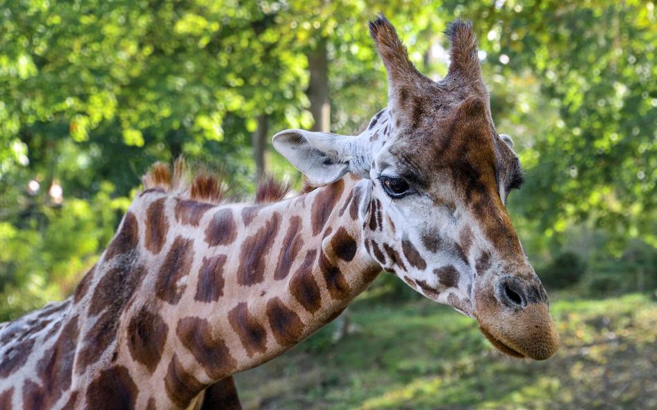 Giraffe Head Neck
