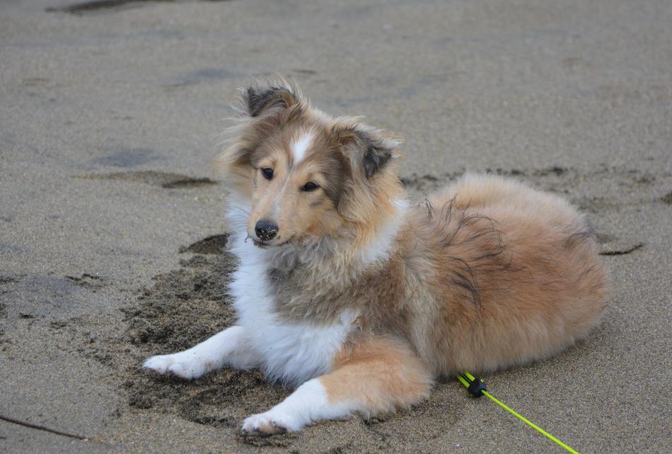 Shetland Sheepdog Bitch Pup Fawn