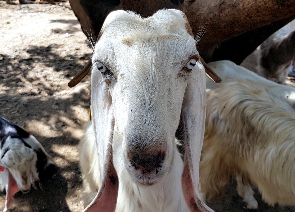 Goat Animal Face