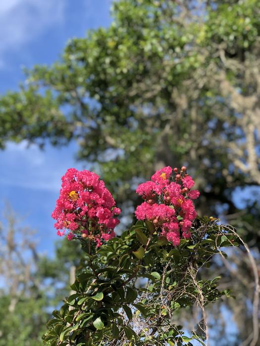 Flowers Beach