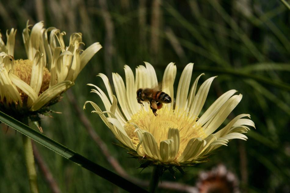 Bee Nectar Insect