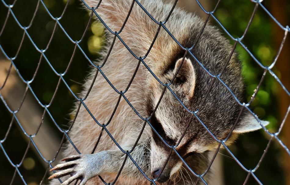 Raccoon Begging Wild Animal