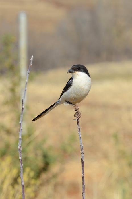 Africa Bird Nature