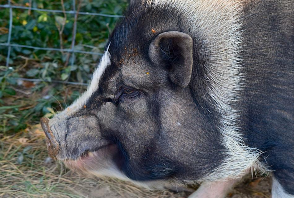 Pigs Portrait Cute
