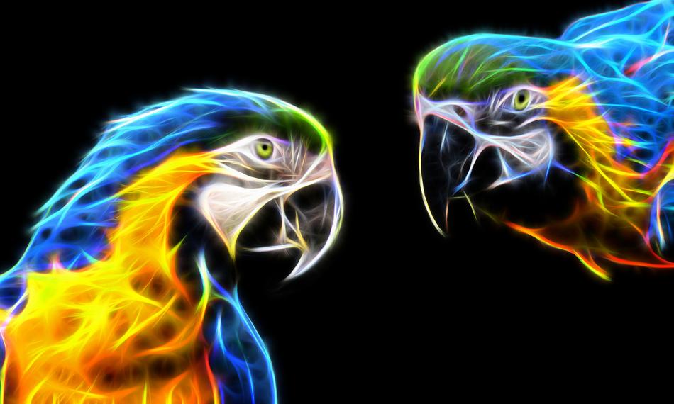parrot macaw colorful tropical