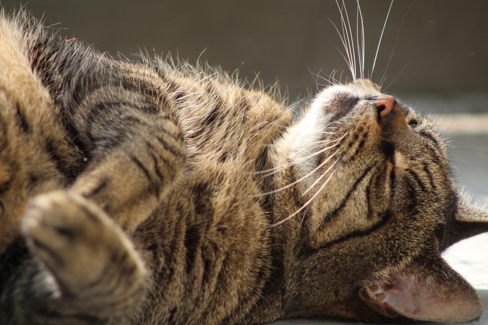 Cat Care Cats Cypers