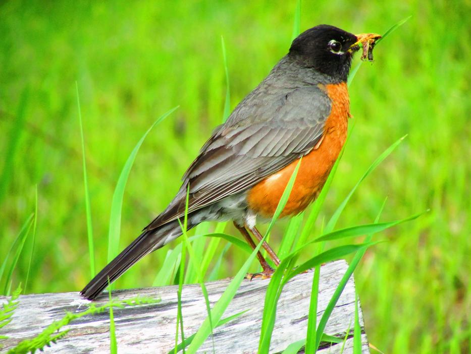 Robin Bird in Grass