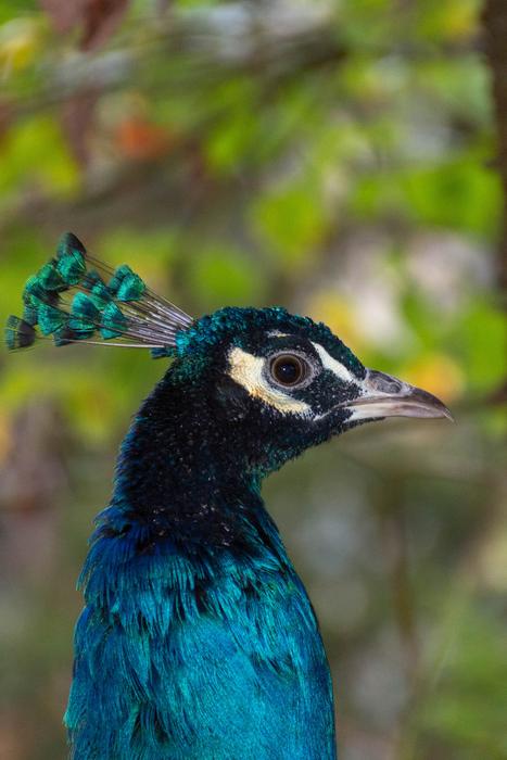Peacock Bird Colorful