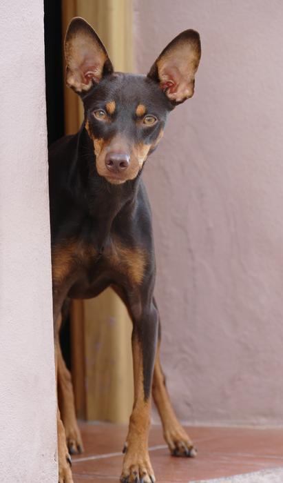 little colored dog